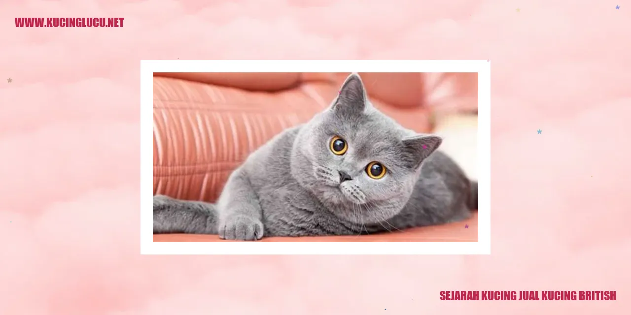 Kucing British