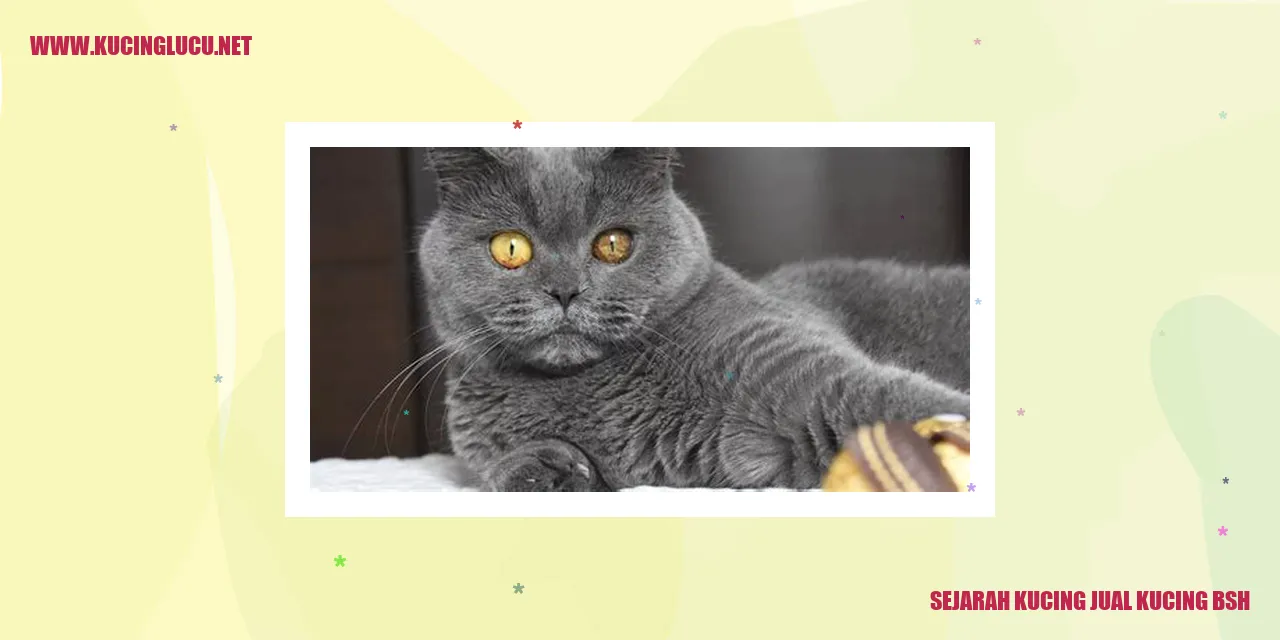 Sejarah Kucing Jual Kucing BSH