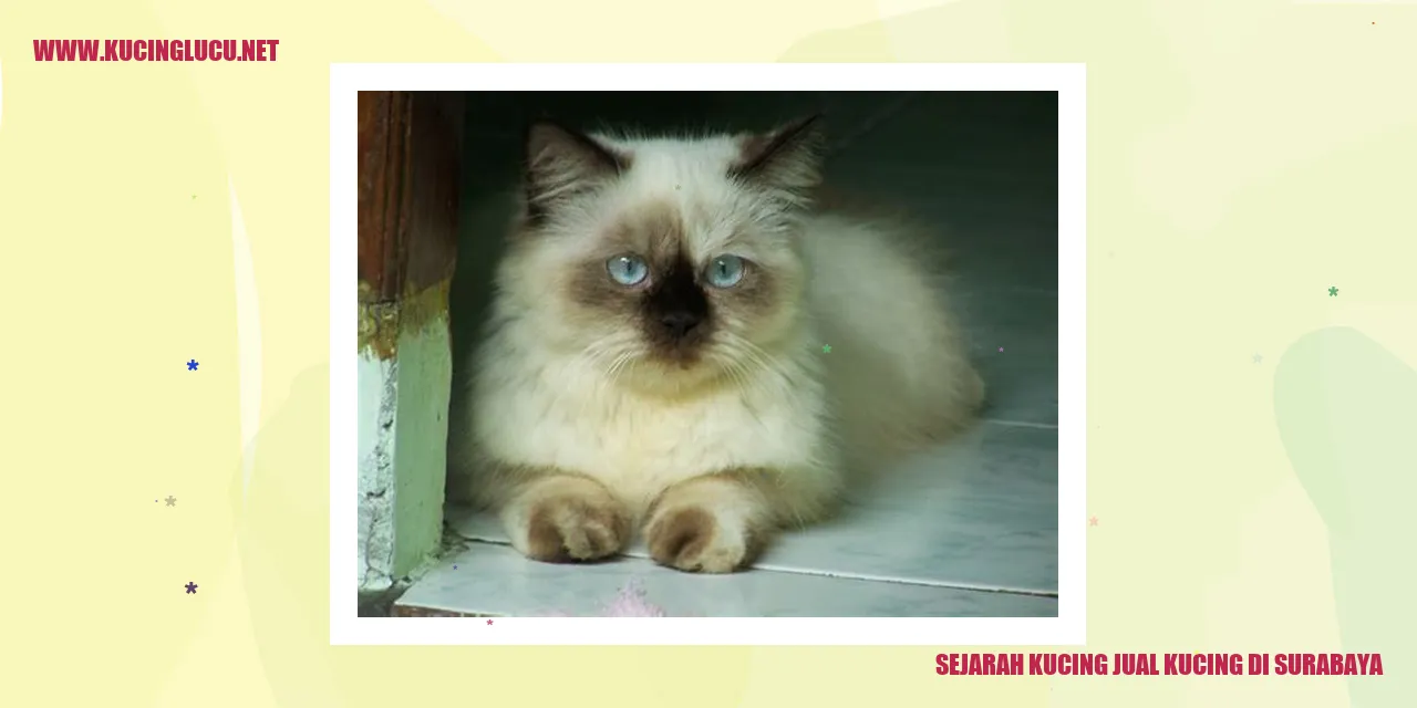 Gambar Sejarah Kucing Jual Kucing di Surabaya