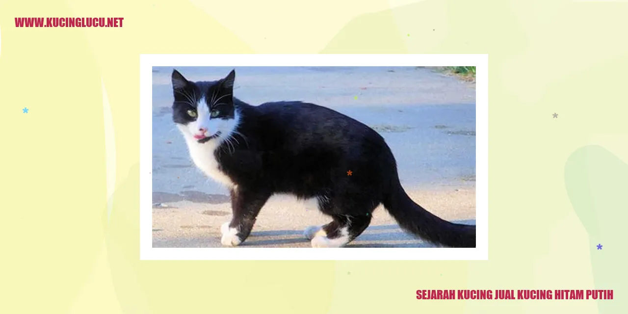 Gambar Kucing Hitam Putih
