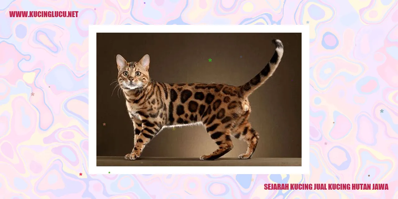 Gambarnya kucing jual kucing hutan Jawa