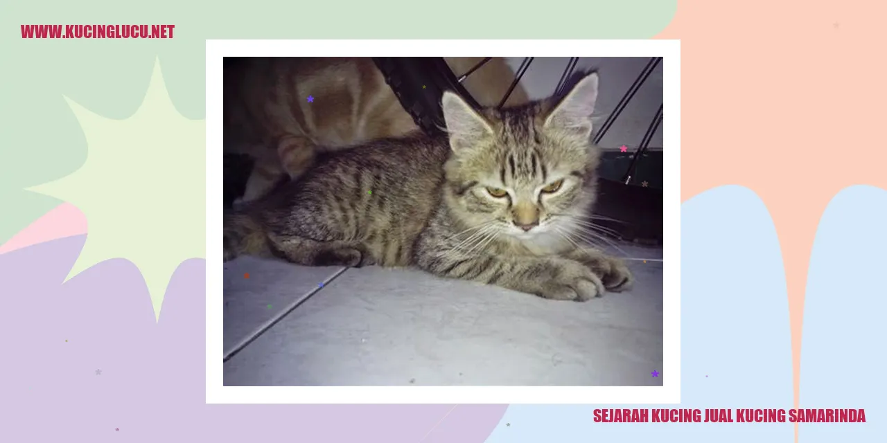 Gambar Kucing Jual Kucing Samarinda