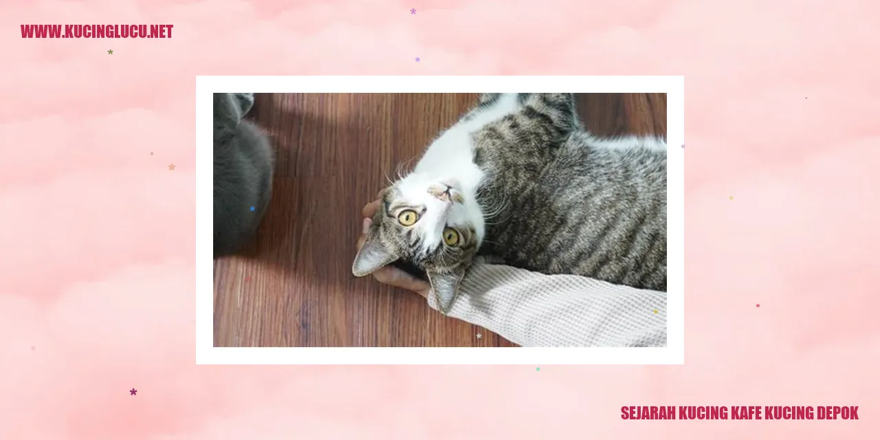 Kucing Kafe Kucing Depok