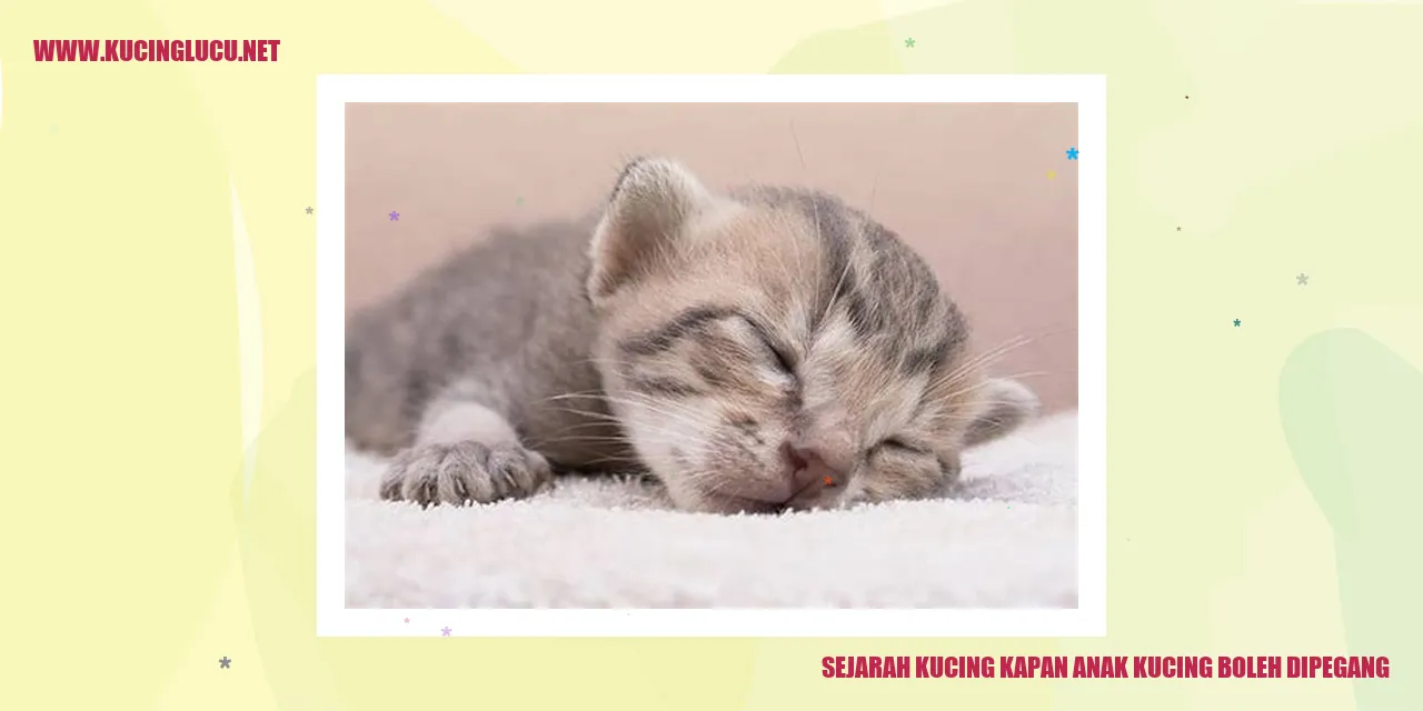 Sejarah Kucing kapan anak kucing boleh dipegang