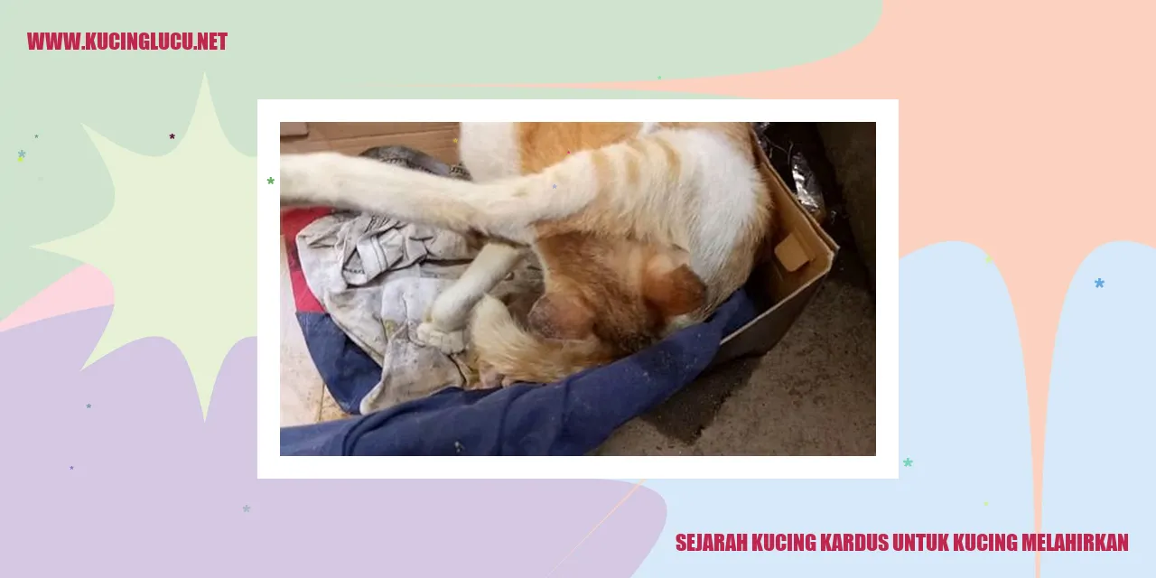 Kucing Kardus