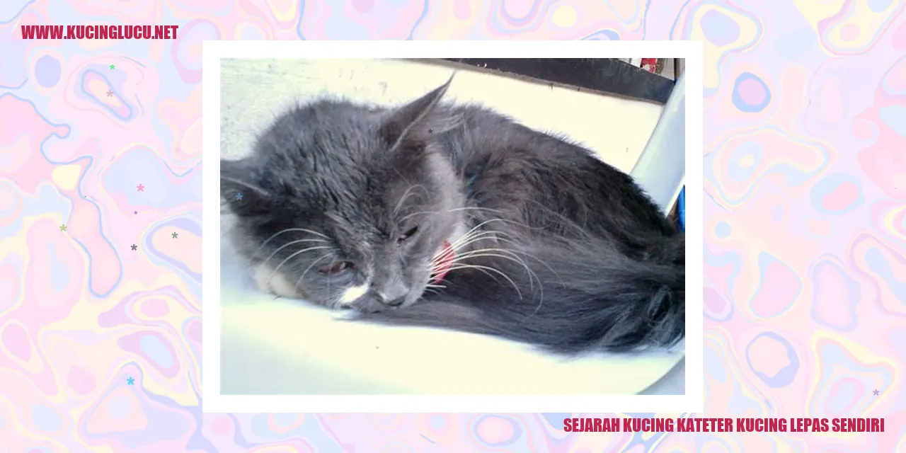 Gambar kucing kateter lepas sendiri
