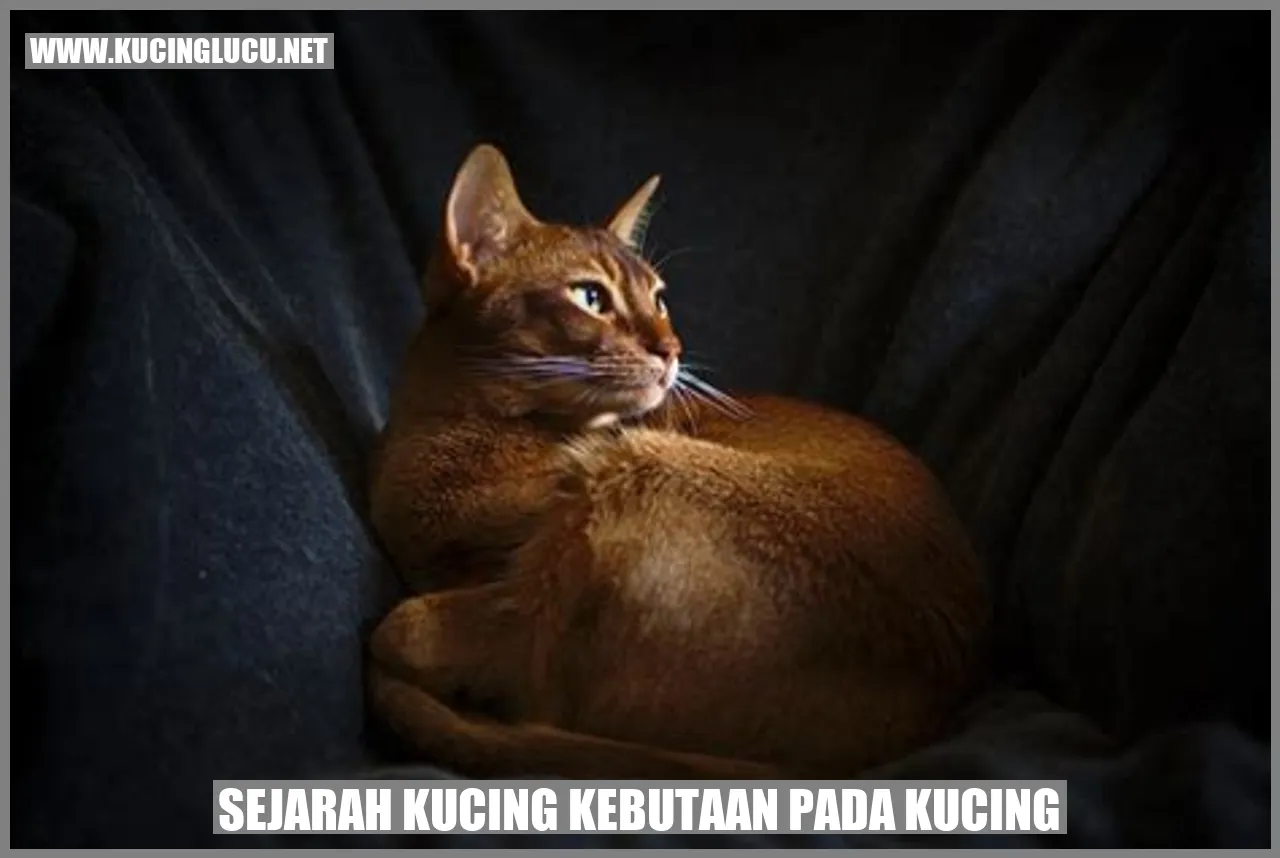 Gambar Kucing Buta