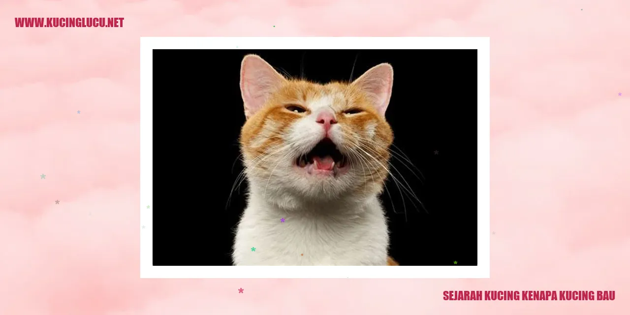 Kucing
