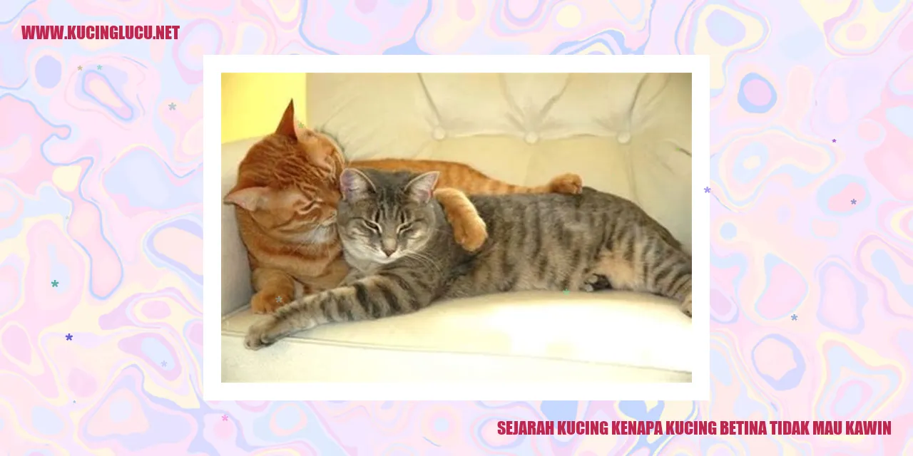 Gambar Kucing