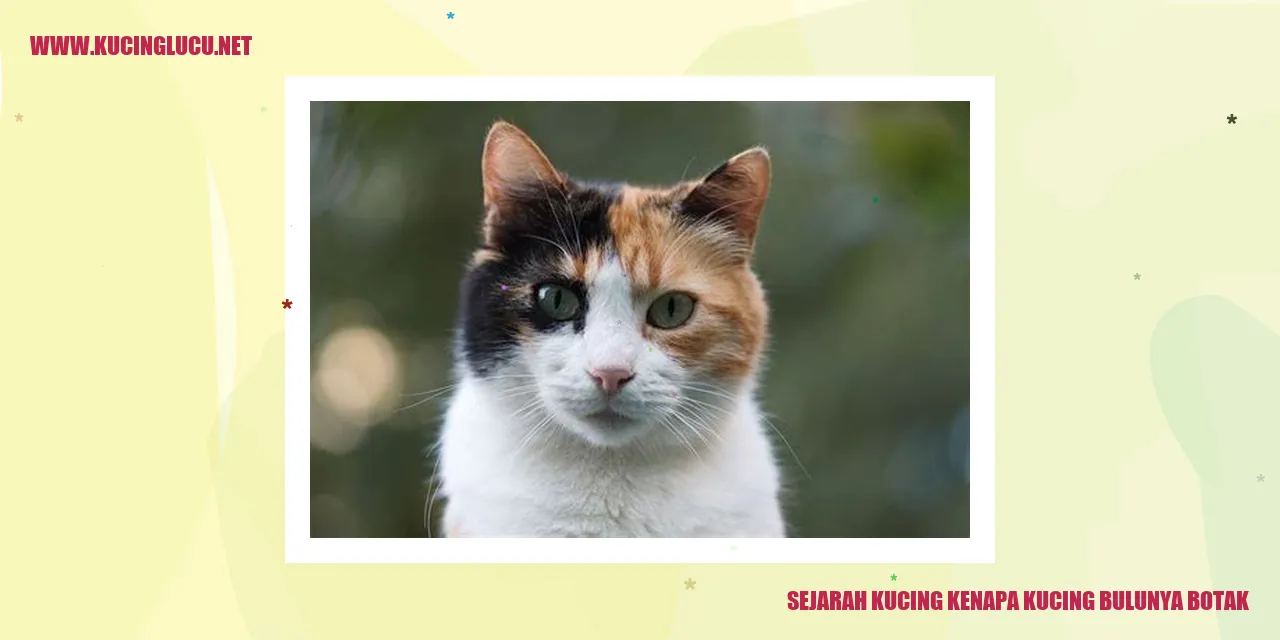 Gambar Kucing Bulu Botak