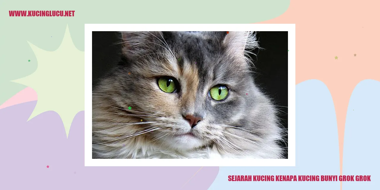Gambar Kucing