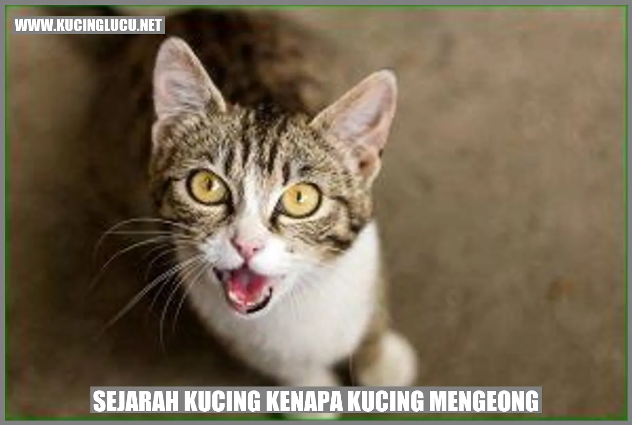 Gambar Kucing