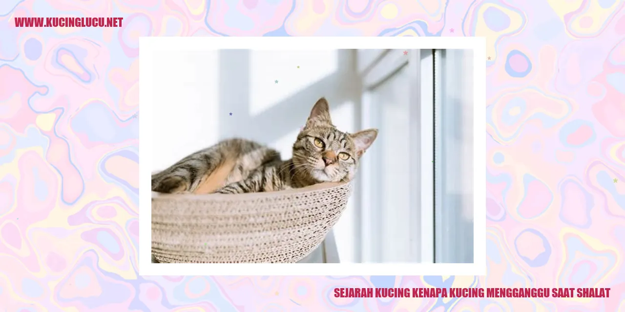 Mengapa Kucing Mengganggu Saat Shalat