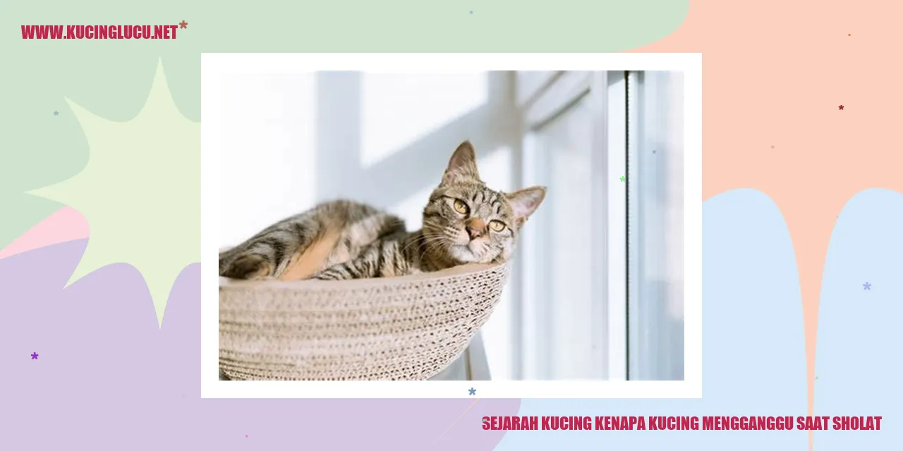 Gambar kucing