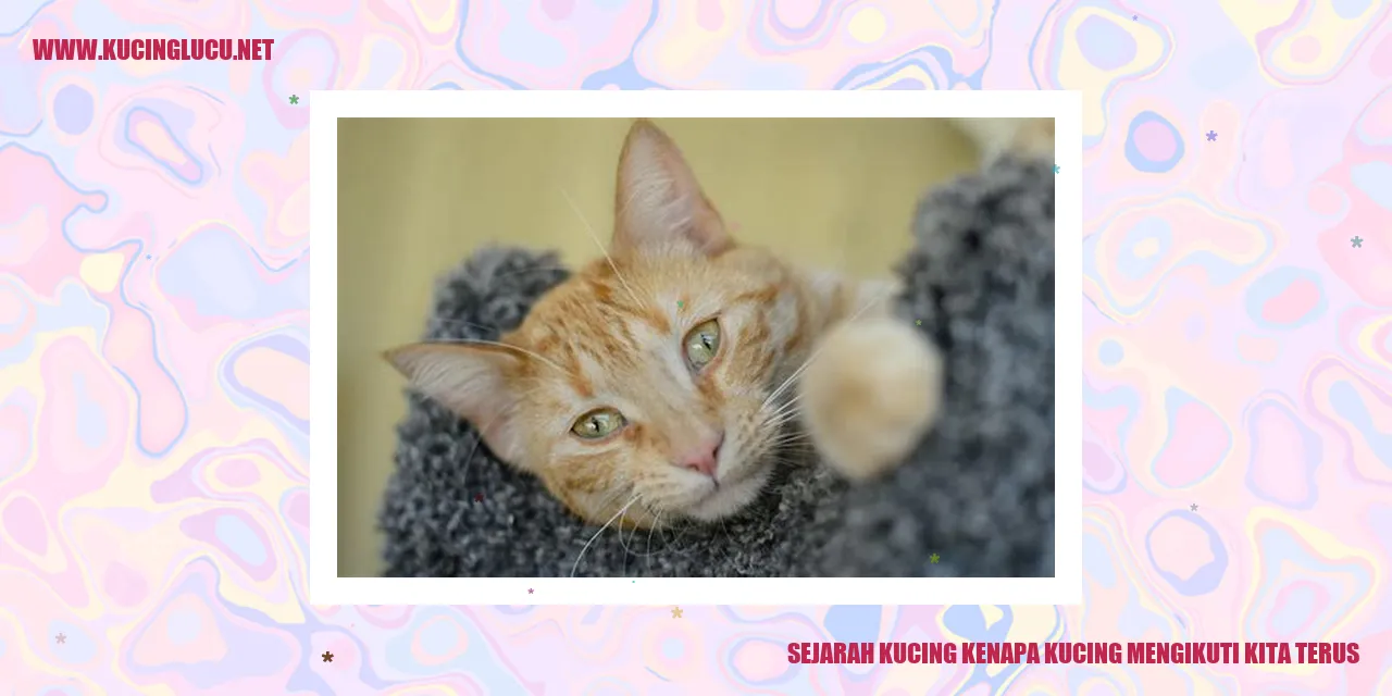 Sejarah Kucing Mengapa Kucing Mengikuti Kita Terus