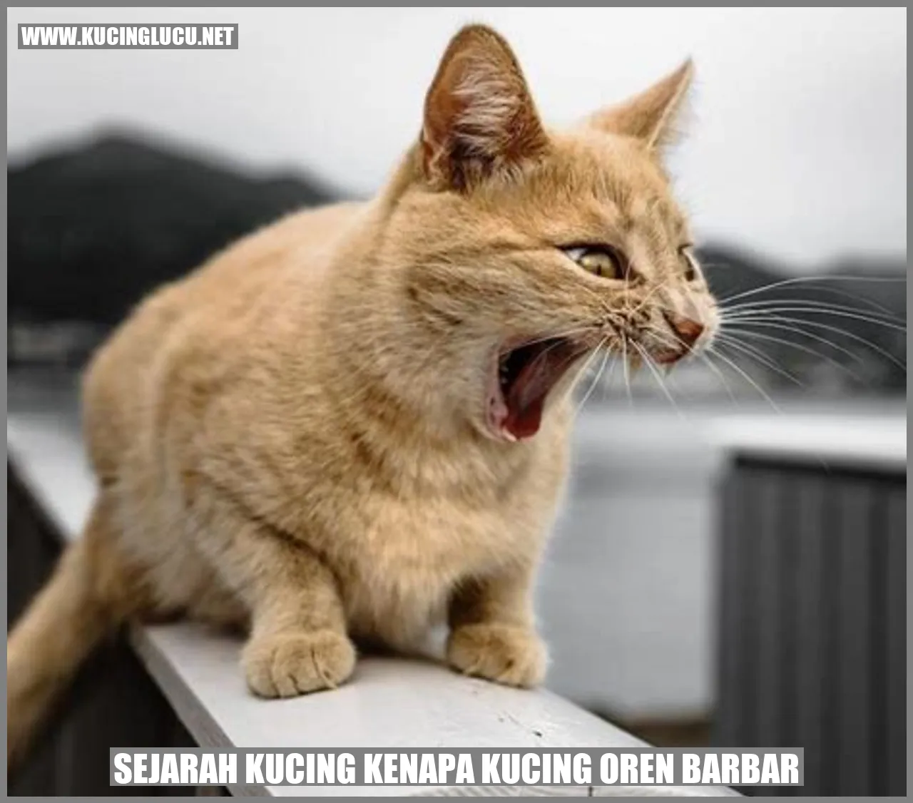 Foto Kucing Oren