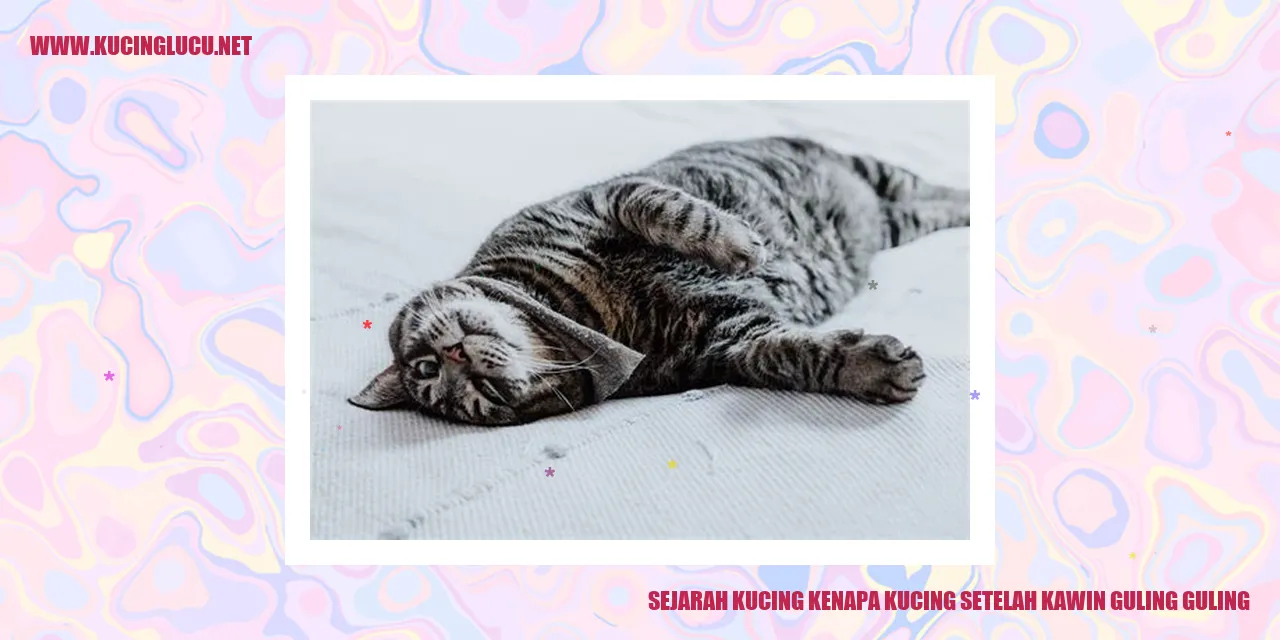 Gambar Kucing