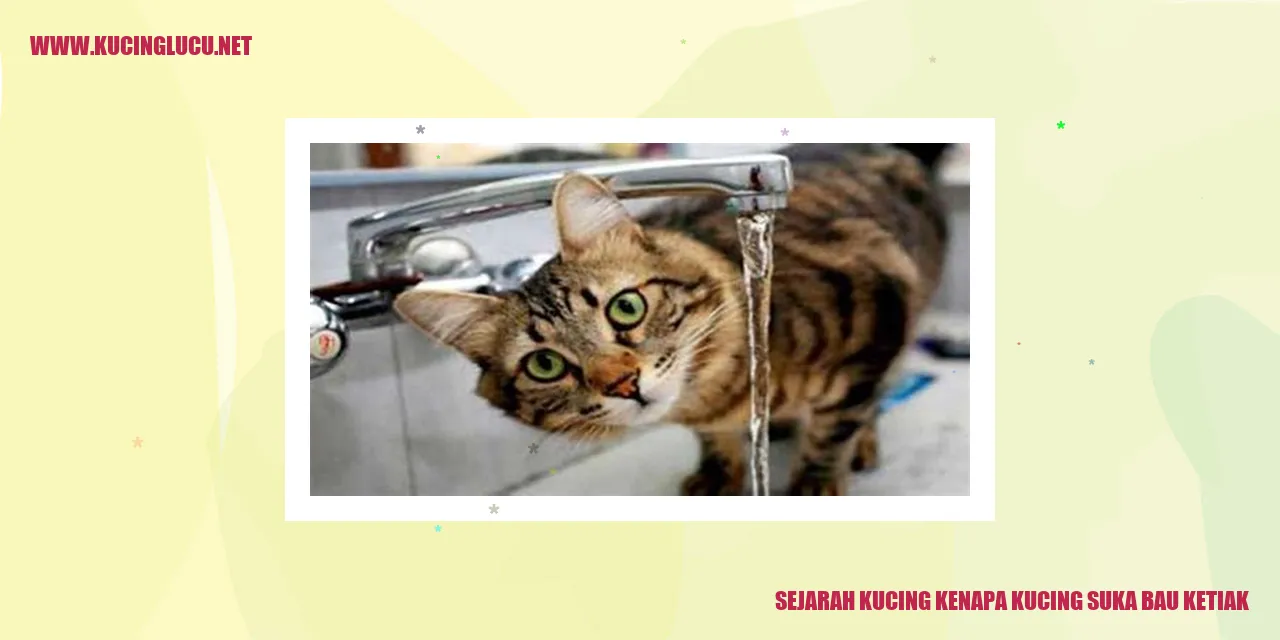 Kucing gemar aroma ketiak