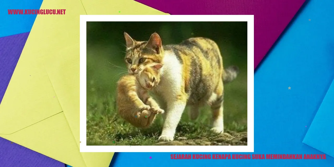 Sejarah Kucing kenapa kucing suka memindahkan anaknya