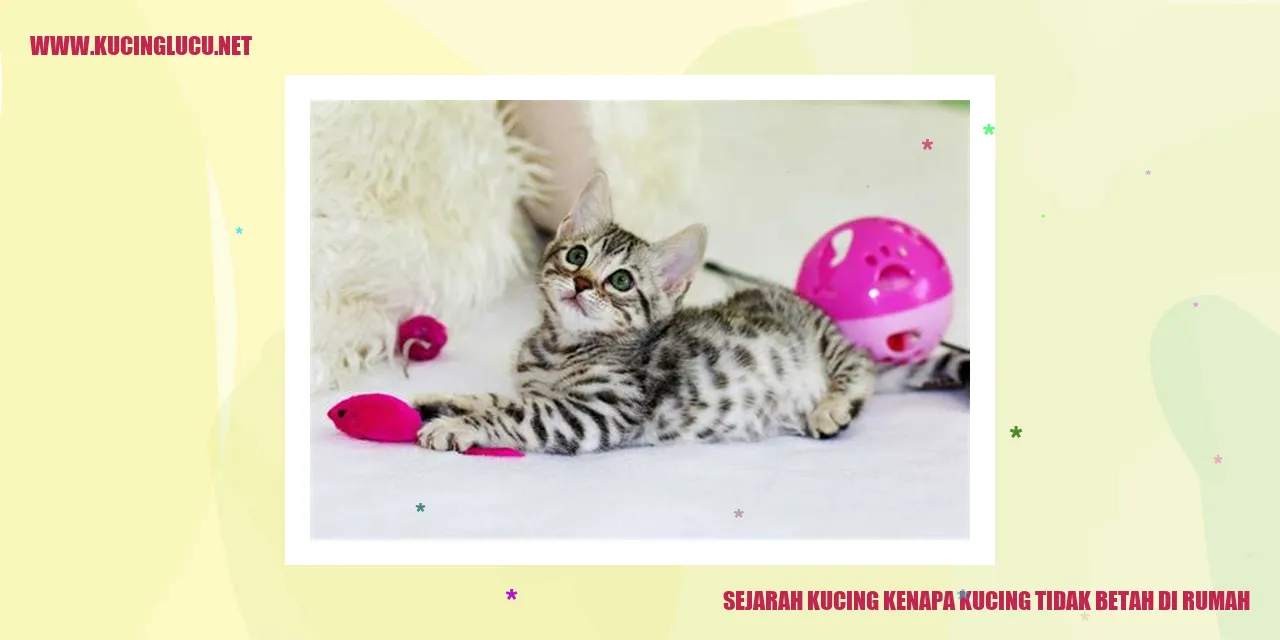 Kucing
