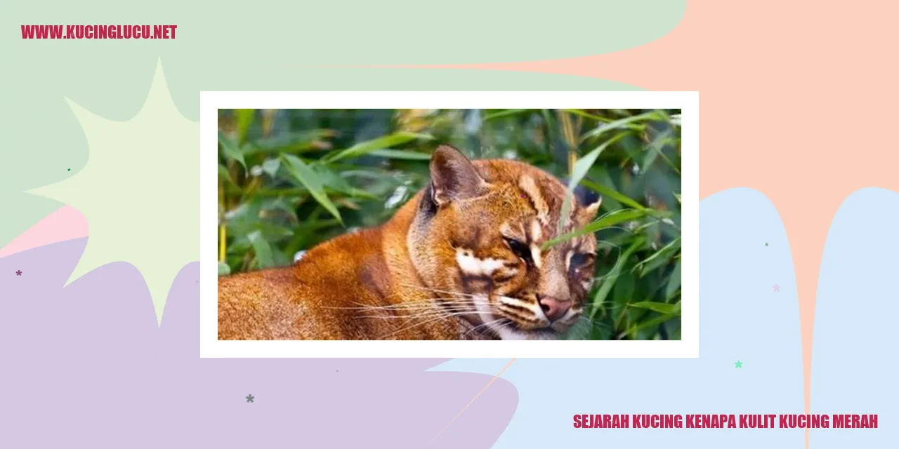 Sejarah Kucing kenapa kulit kucing merah