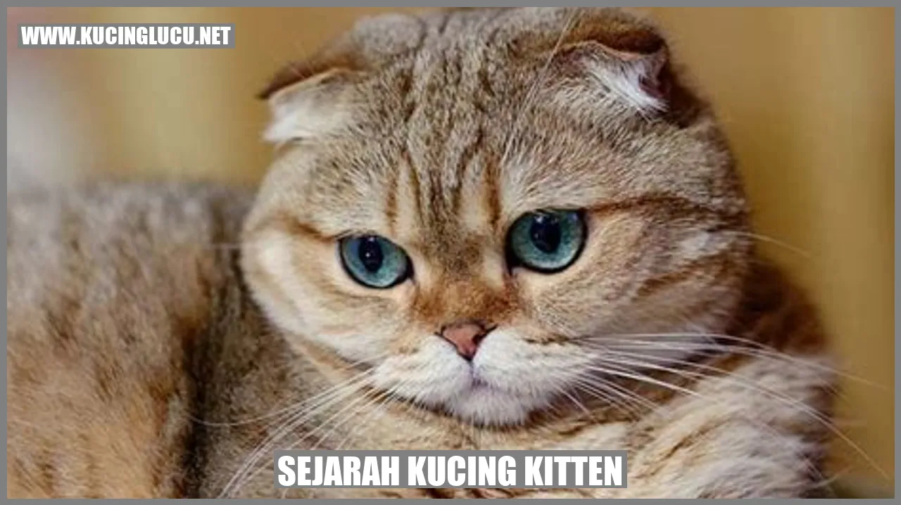 Kucing Kitten