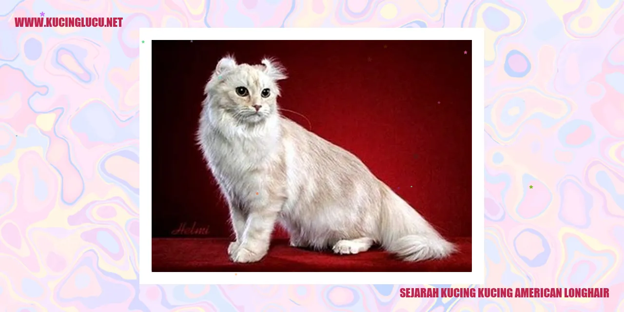 Kucing American Longhair