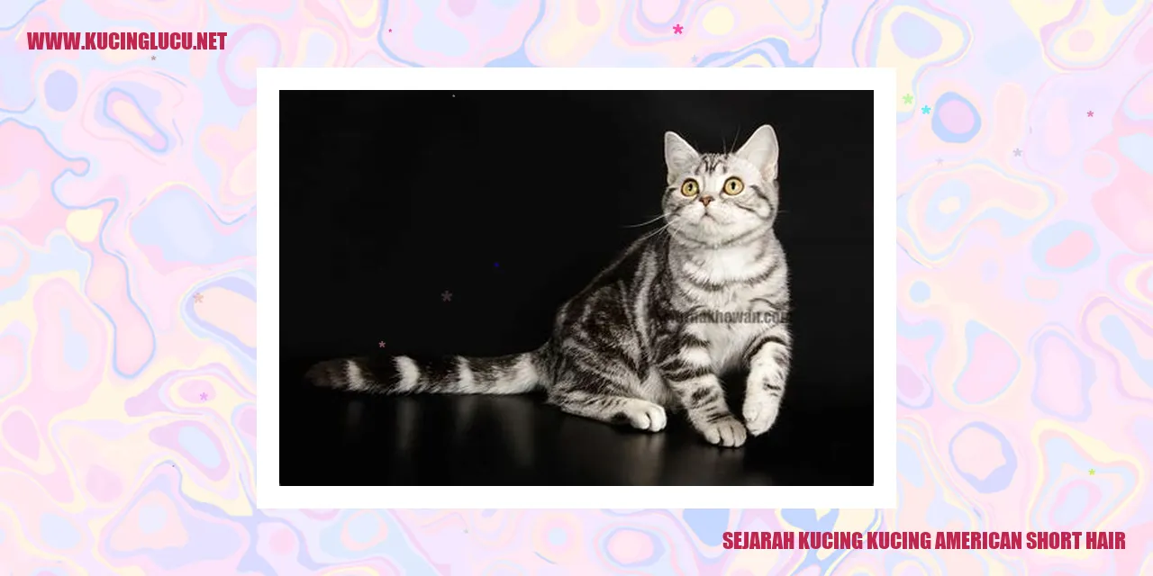 Kucing American Shorthair