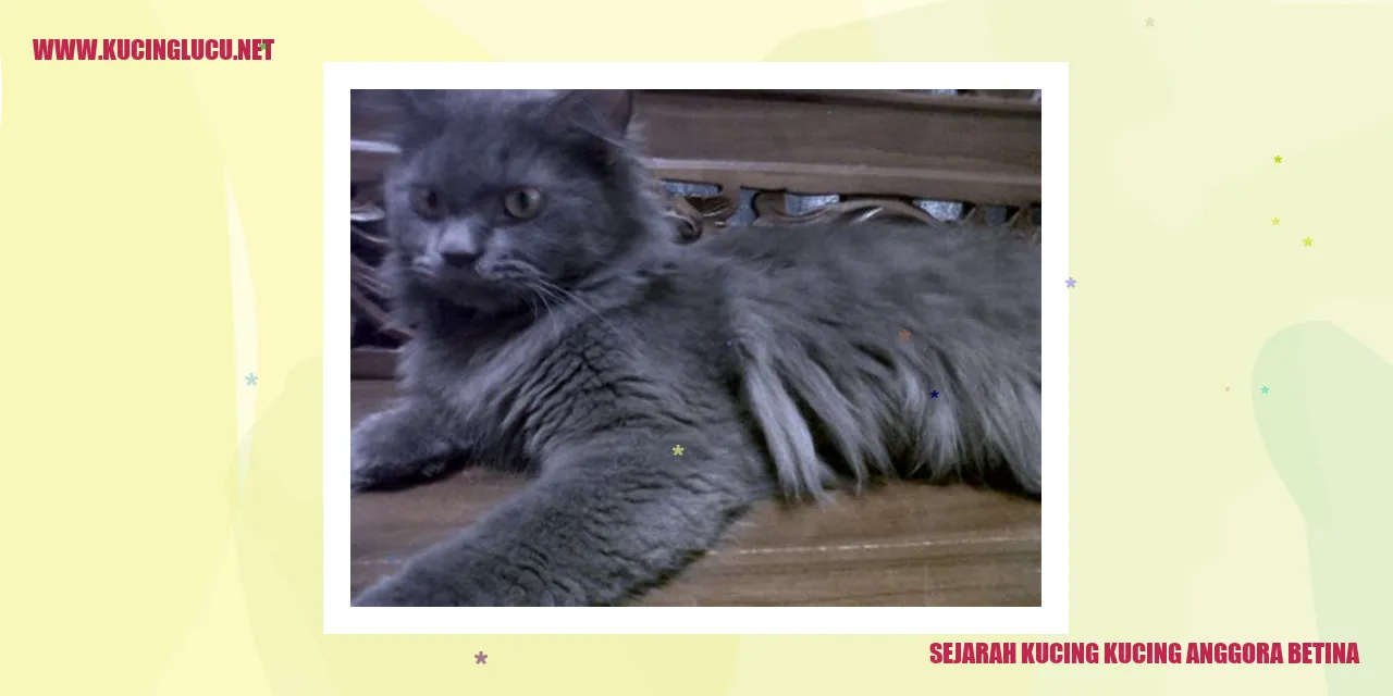Potret Mengagumkan Kucing Anggora Betina