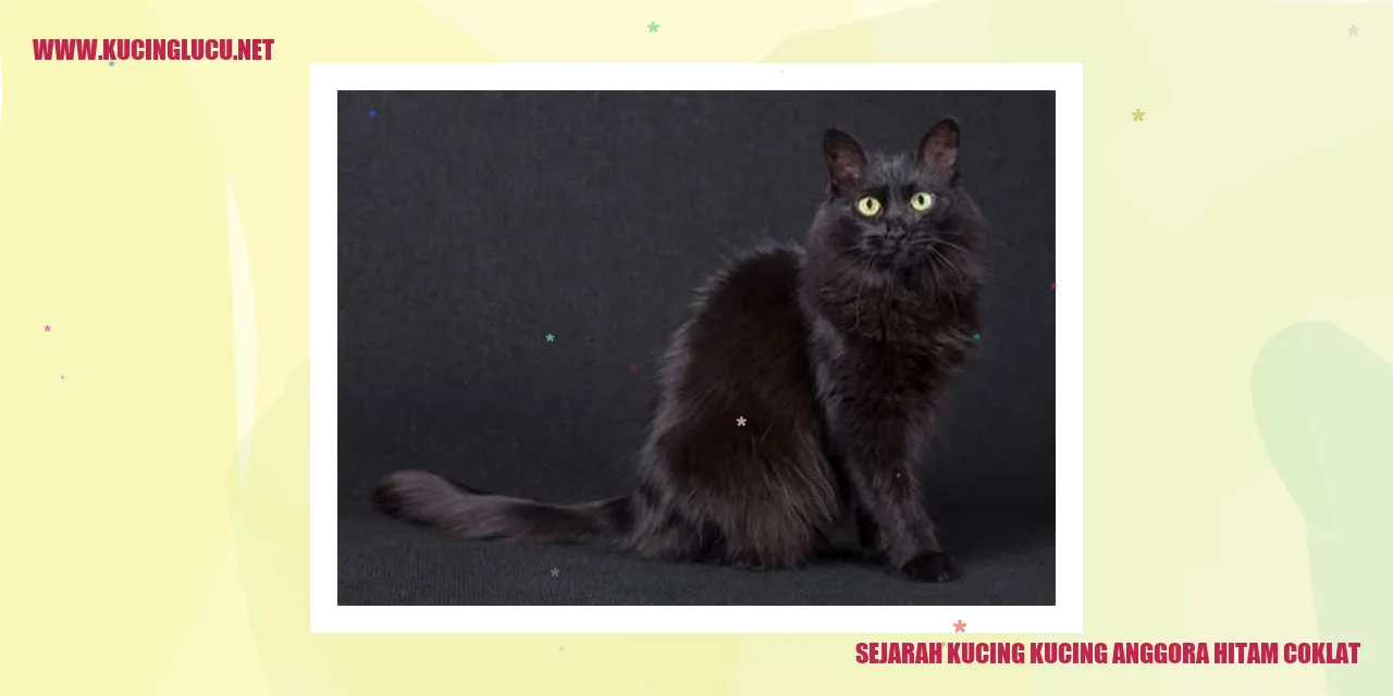 Sejarah Kucing Anggora Hitam Coklat