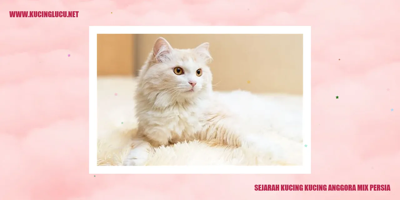 Kucing Mix Anggora dan Persia