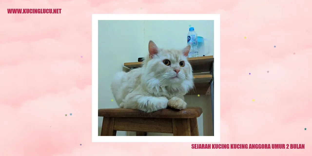 Gambar kucing anggora umur 2 bulan