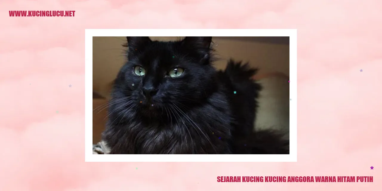Kucing Anggora Hitam Putih