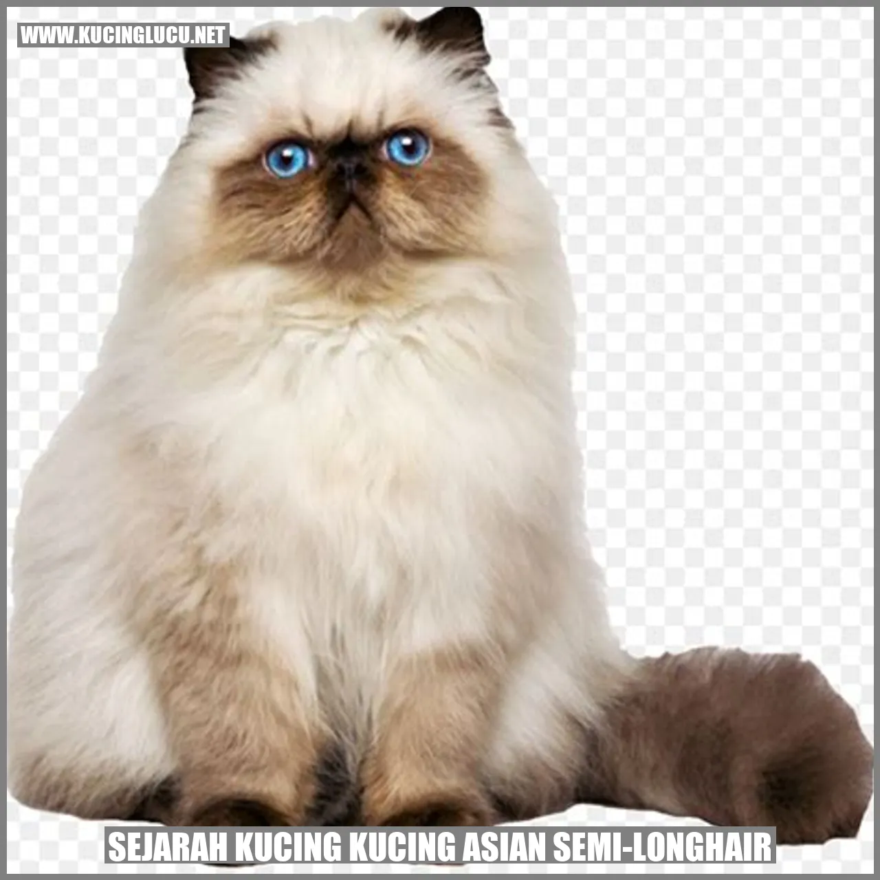 Sejarah Kucing Kucing Asian Semi-Longhair