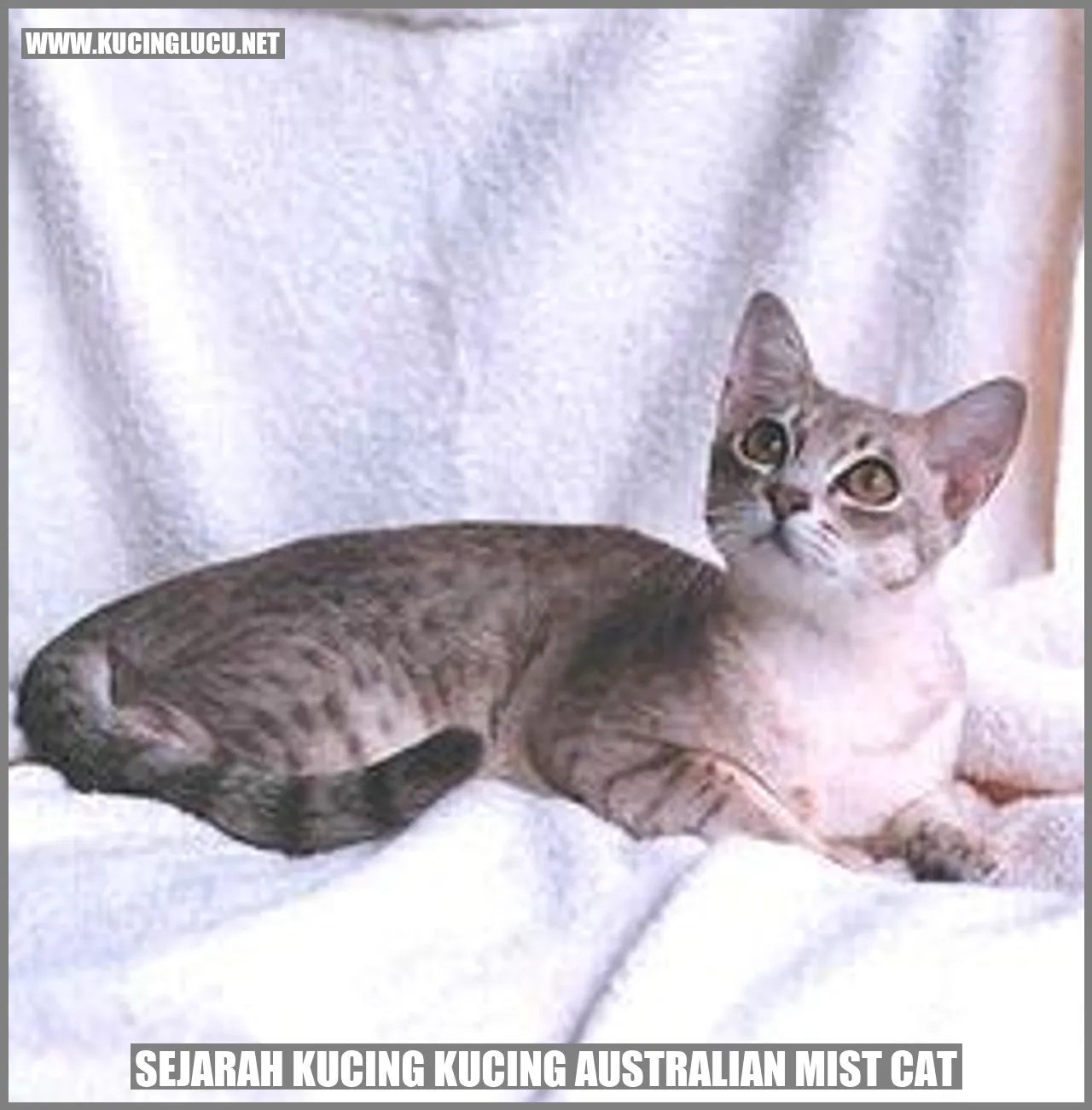 Gambar Kucing Australian Mist