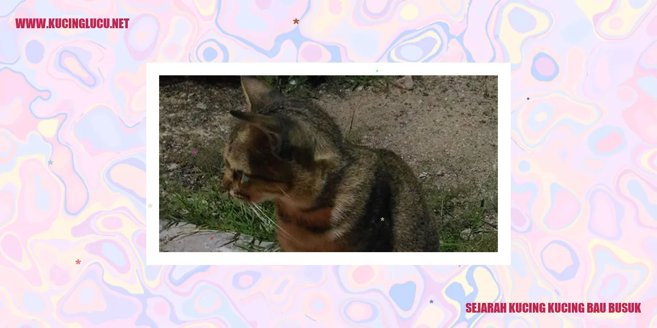 Gambar Kucing Kucing Bau Busuk