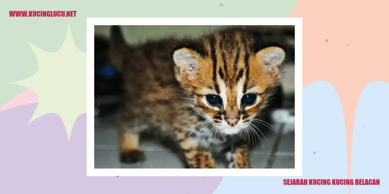 Gambar Kucing Kucing Belacan