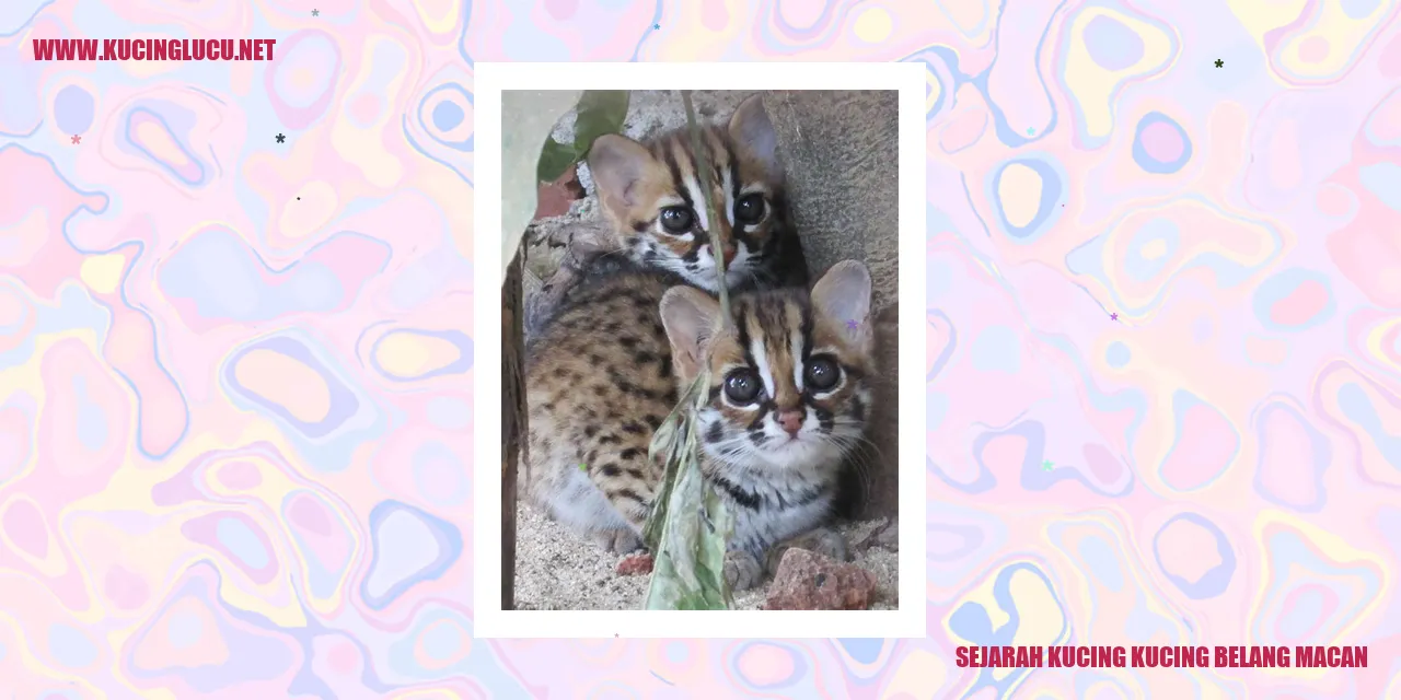 Kucing Kucing Belang Macan
