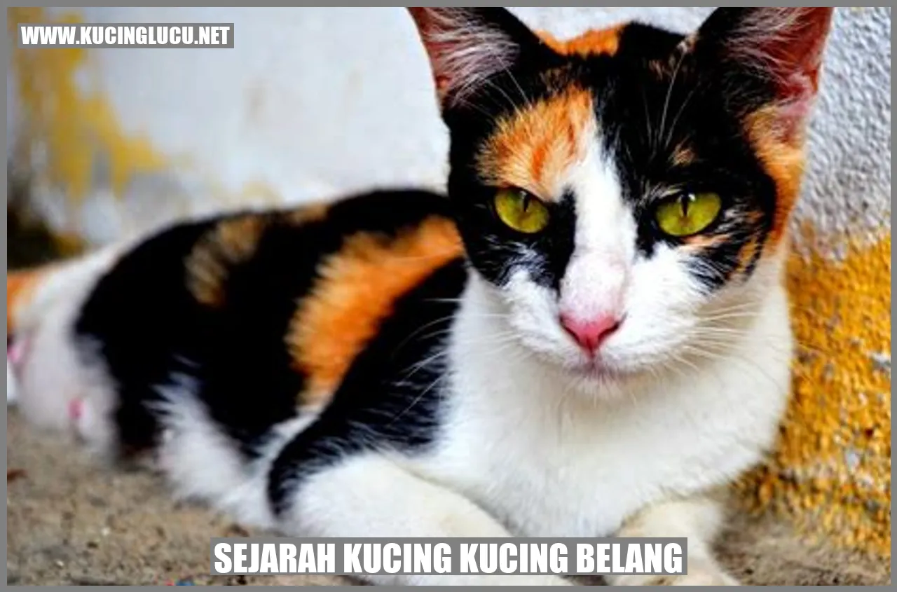 Kucing Belang