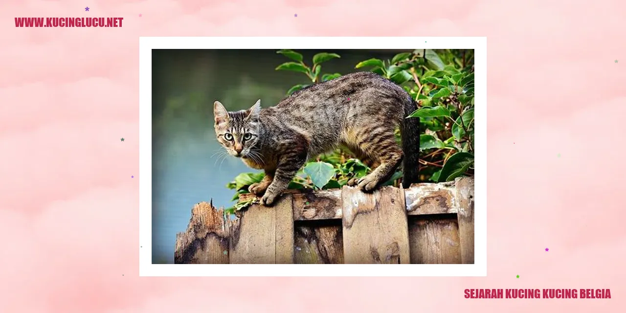 Kucing Belgia