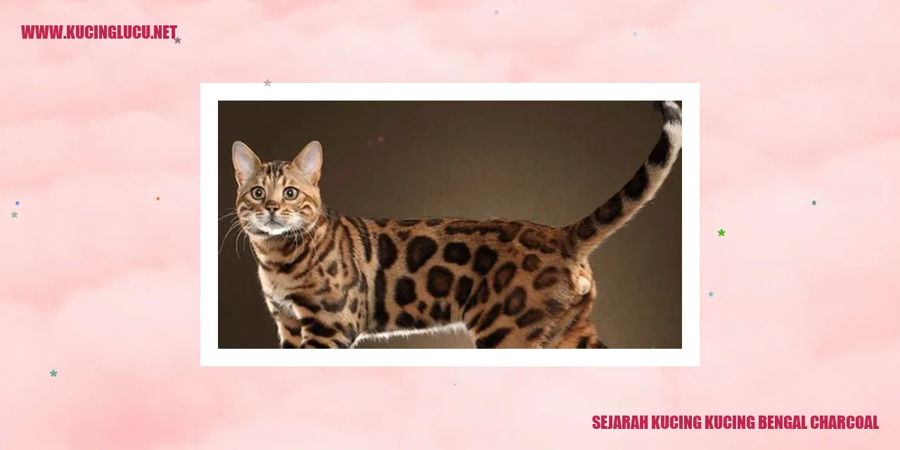 Kucing Bengal Charcoal
