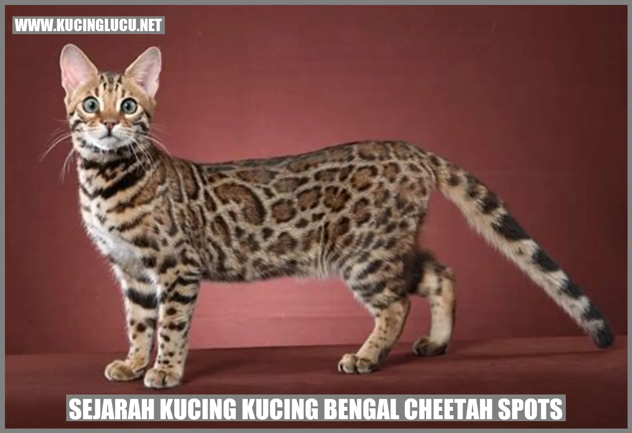 Gambar Kucing Bengal dengan Cheetah Spots