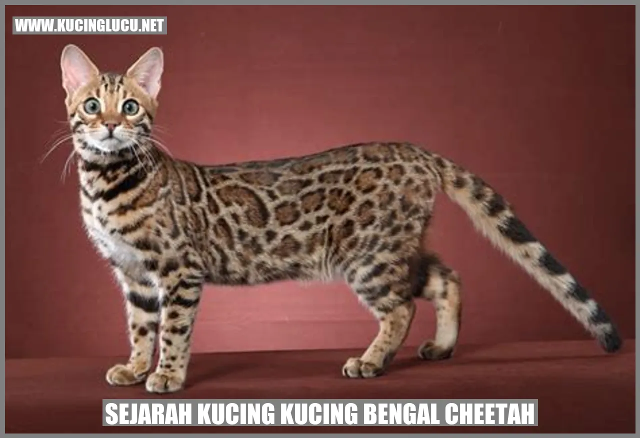 Sejarah Kucing Bengal Cheetah