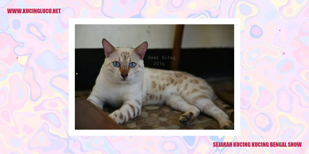 Gambar Sejarah Kucing Bengal Snow