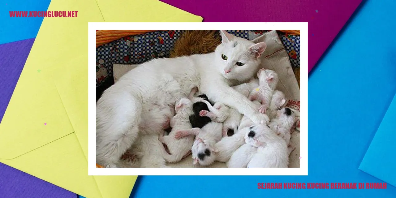 Kucing Beranak di Rumah