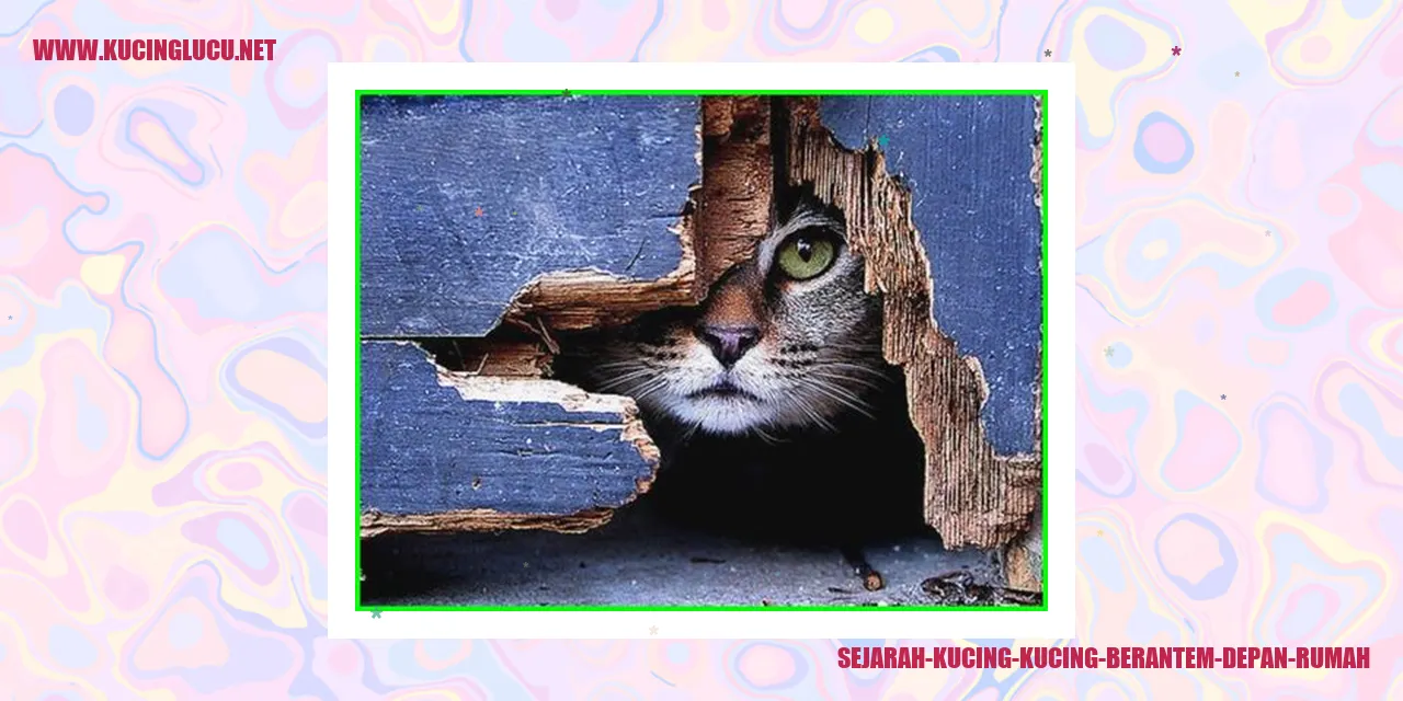 ilustrasi kucing berkelahi
