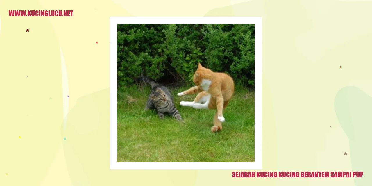gambar kucing saling serang
