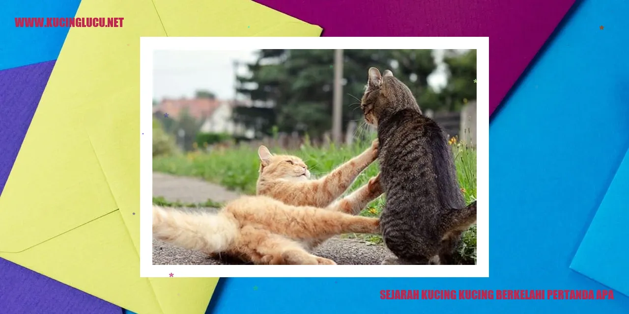 Sejarah Pertarungan Kucing