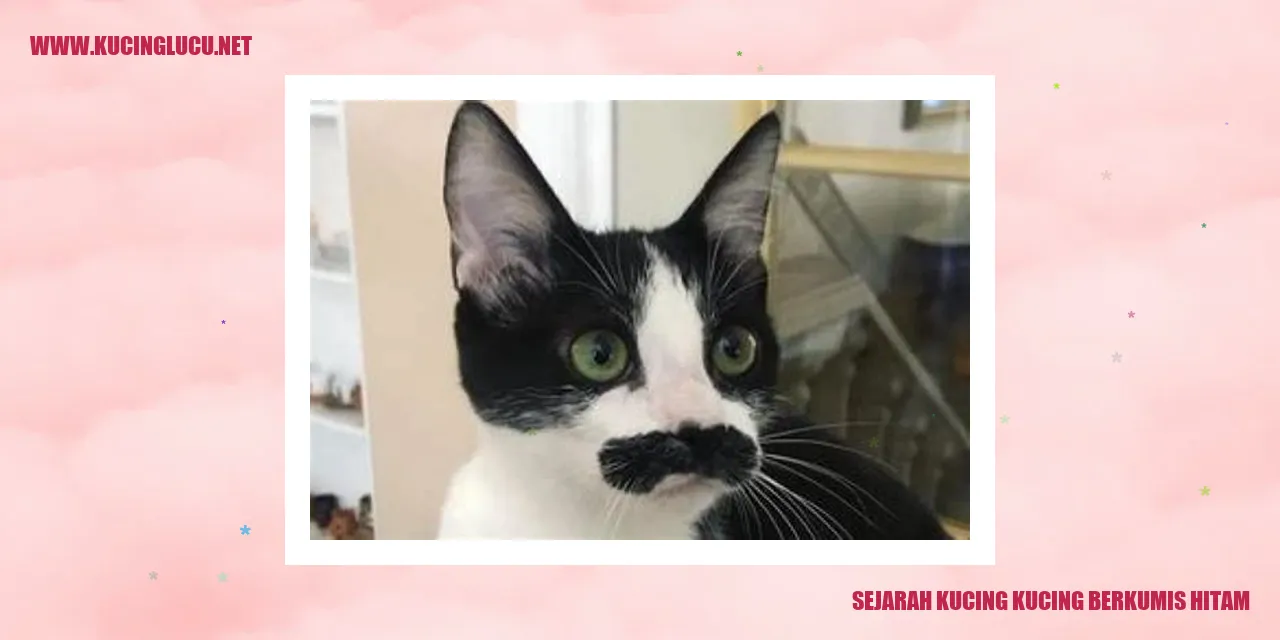 Kucing berkumis hitam