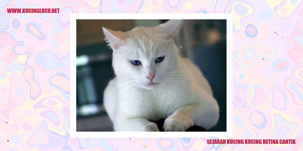 Kucing Betina Cantik